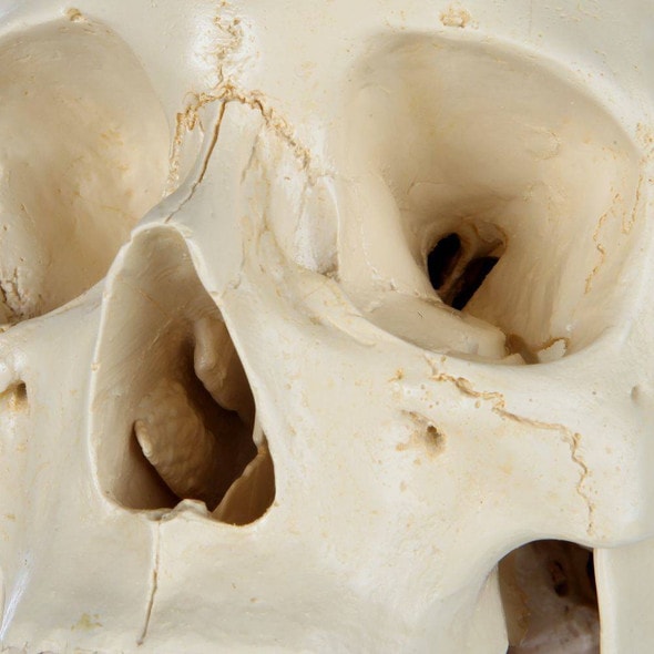 Rudiger Anatomie Premium Structured 4-Part Human Skull Rudiger Anatomie Premium Structured 4-Part Human Skull