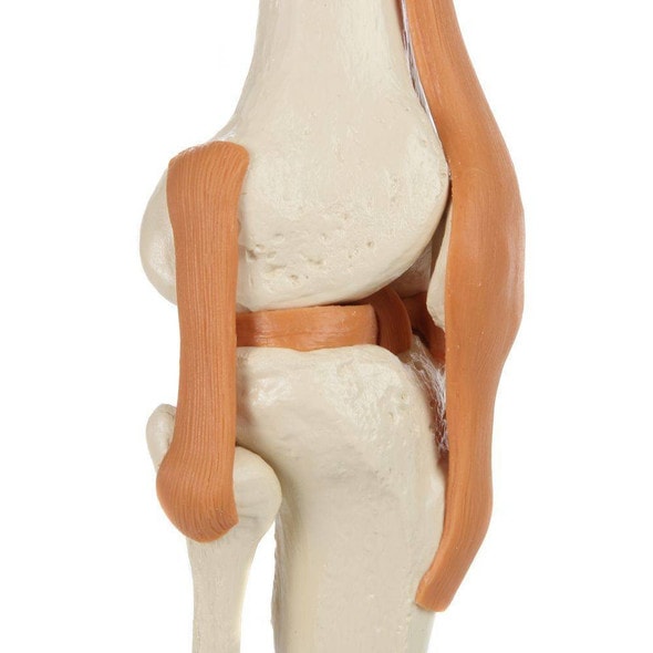 Rudiger Anatomie Premium Functional Knee Joint with Ligaments Rudiger Anatomie Premium Functional Knee Joint with Ligaments