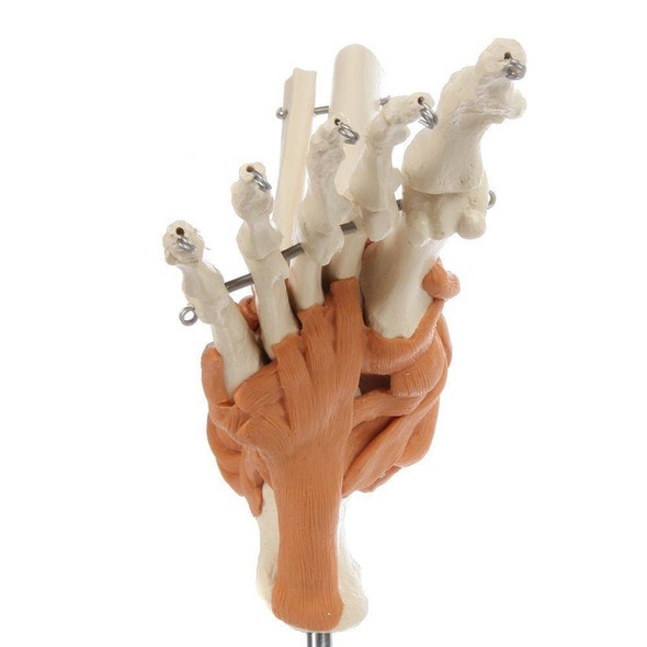 Rudiger Anatomie Premium Foot Skeleton with Ligaments Rudiger Anatomie Premium Foot Skeleton with Ligaments