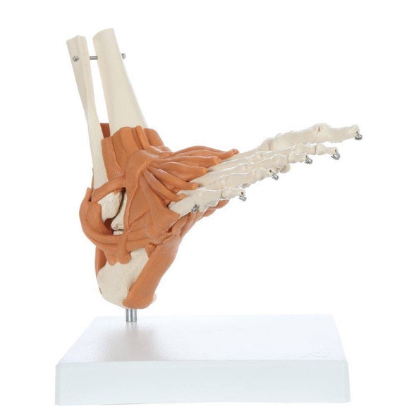 Rudiger Anatomie Premium Foot Skeleton with Ligaments Rudiger Anatomie Premium Foot Skeleton with Ligaments