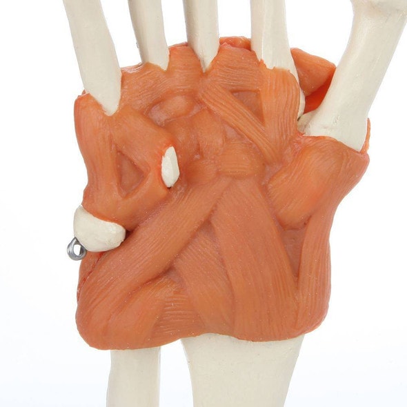 Rudiger Anatomie Premium Hand Skeleton with Ligaments Rudiger Anatomie Premium Hand Skeleton with Ligaments