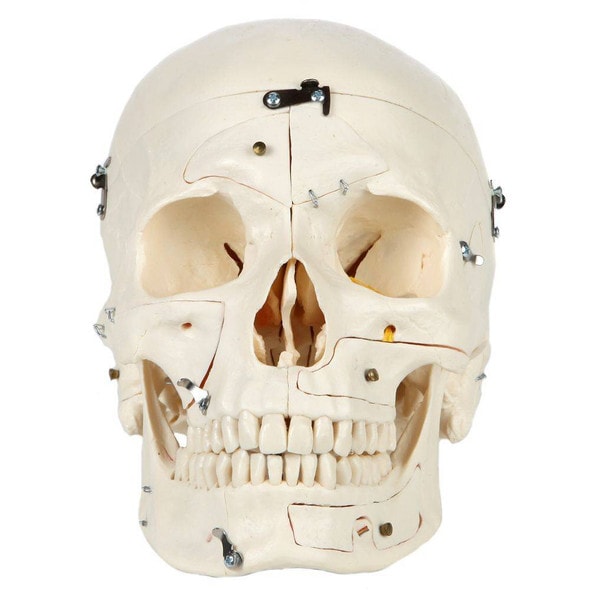 Rudiger Anatomie Premium 14-Part Deluxe Demonstration Skull Rudiger Anatomie Premium 14-Part Deluxe Demonstration Skull