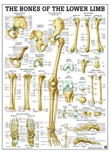 Bones Of Lower Limb Laminated Anatomy Chart