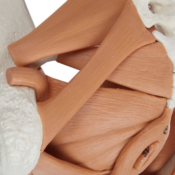 Rudiger Anatomie Premium Female Pelvis with Pelvic Floor Muscles Rudiger Anatomie Premium Female Pelvis with Pelvic Floor Muscles