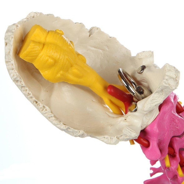 Rudiger Anatomie Premium Didactic Flexible Human Spine Rudiger Anatomie Premium Didactic Flexible Human Spine