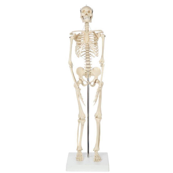 Rudiger Anatomie Premium Miniature Human Skeleton Rudiger Anatomie Premium Miniature Human Skeleton