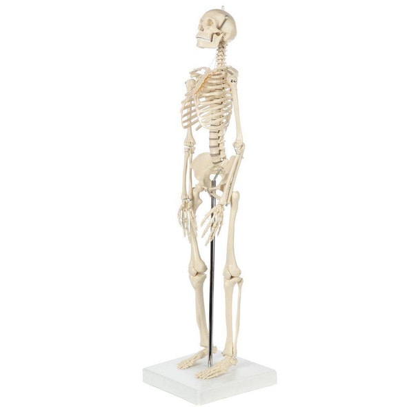 Rudiger Anatomie Premium Miniature Human Skeleton Rudiger Anatomie Premium Miniature Human Skeleton