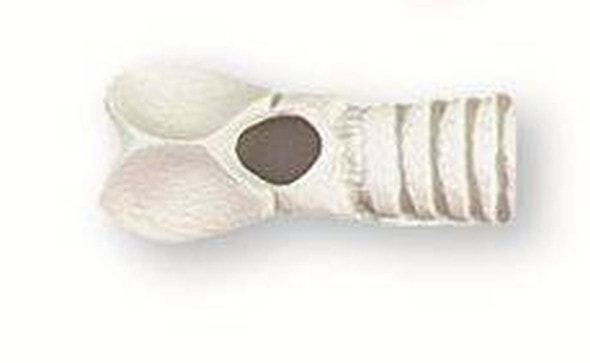 Adult Trachea For Cricothyrotomy Simulator