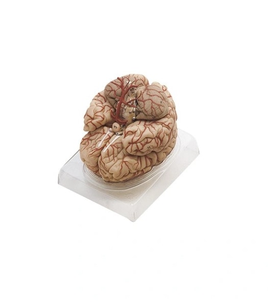 SOMSO Deluxe Brain with Arteries in 9 Parts
