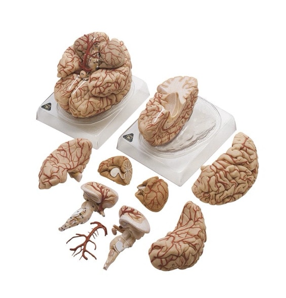 SOMSO Premium Brain in 15 Parts - Transparent Version | Anatomy