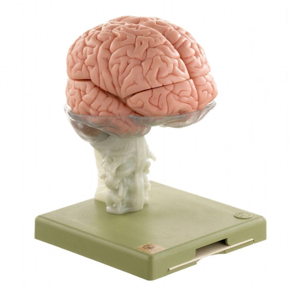 SOMSO Premium Brain in 15 Parts