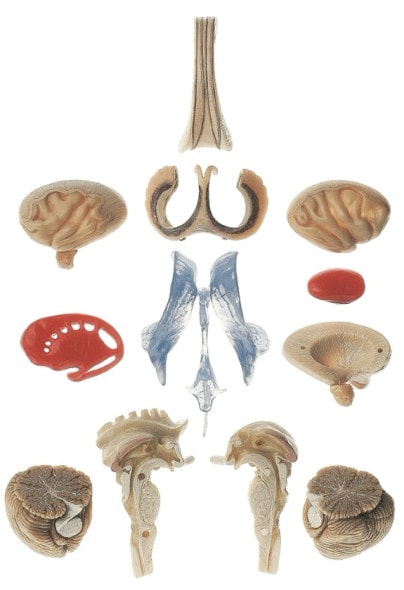 SOMSO Premium Brain in 15 Parts - Transparent Version