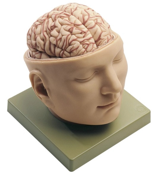 SOMSO Deluxe Brain in Half Head