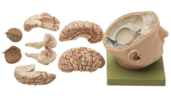 SOMSO Deluxe Brain in Half Head