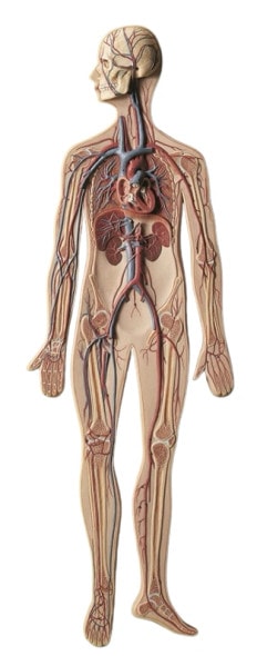 SOMSO Complete Circulatory System - 2/3 Life Size