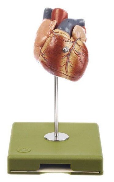 SOMSO Deluxe Heart in 2 Parts