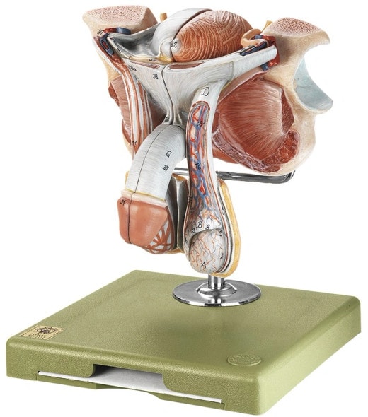 SOMSO Male Genital Organs