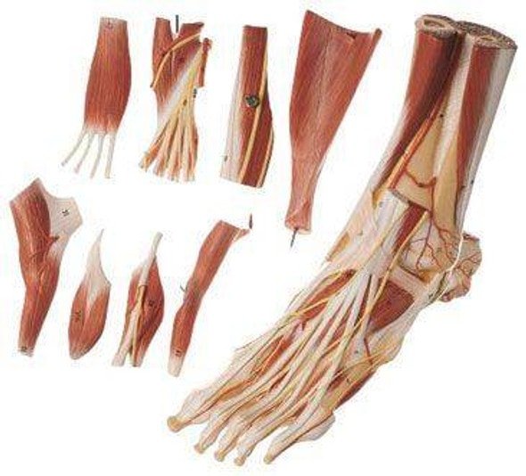 SOMSO Muscles of the Foot Premium Model SOMSO Muscles of the Foot Premium Model