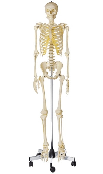 SOMSO Premium Skeleton - Male