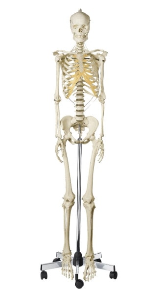 SOMSO Premium Skeleton - Female