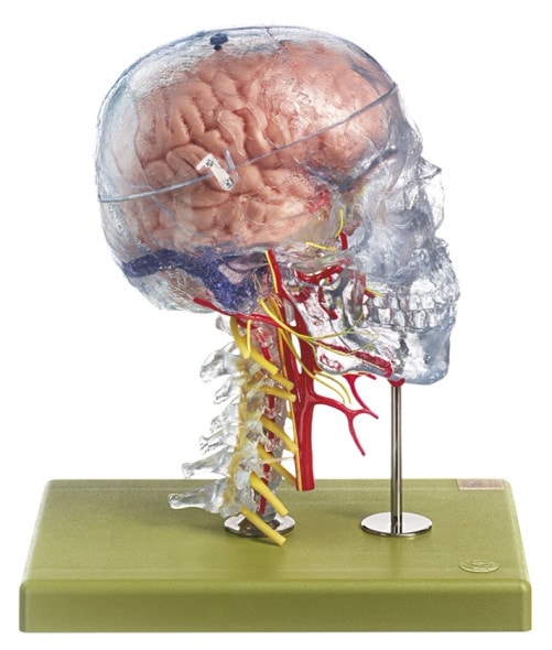 SOMSO Neuroanatomy Head Model