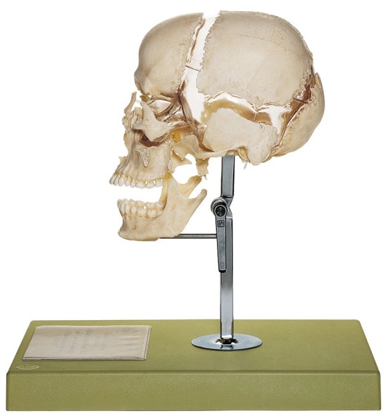 SOMSO Beauchene Adult Human Skull in 22 Parts