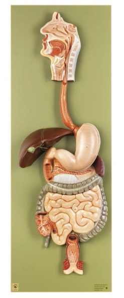 SOMSO Complete Digestive System Model - 2/3 Life Size