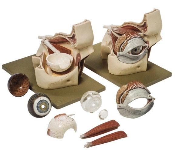 SOMSO 3x Life Size Premium Eye with Bony Orbit Anatomy Model