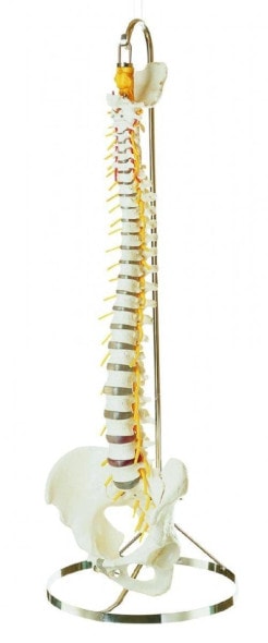 SOMSO Cervical Vertebral Column with Shoulder Girdle | Anatomy