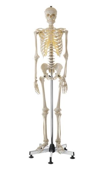 SOMSO Premium Skeleton on Stationary Stand - Male