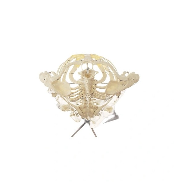 SOMSO Premium Skeleton on Stationary Stand - Male