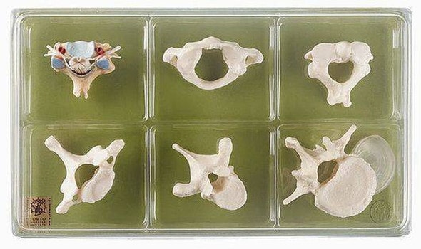 SOMSO Collection of Vertebrae and Spinal Cord