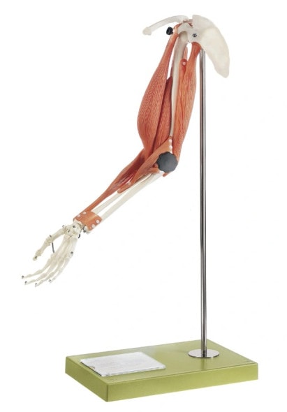 SOMSO Movement of Muscles in the Upper Arm and Forearm