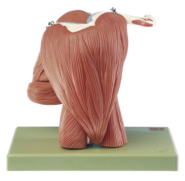 SOMSO Demonstration Model of the Shoulder Muscles