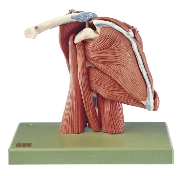 SOMSO Demonstration Model of the Shoulder Muscles