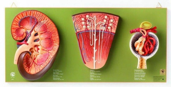 SOMSO Kidney, Nephron and Glomerulus SOMSO Kidney, Nephron and Glomerulus