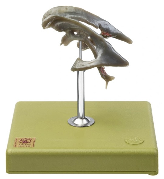 SOMSO Ventricular Cavities of the Brain