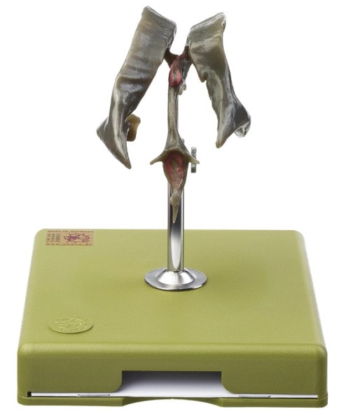 SOMSO Ventricular Cavities of the Brain