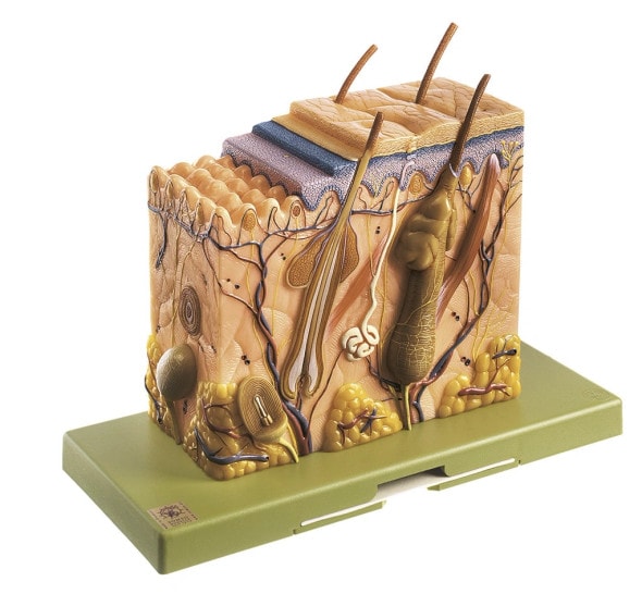 SOMSO Block Model of the Skin