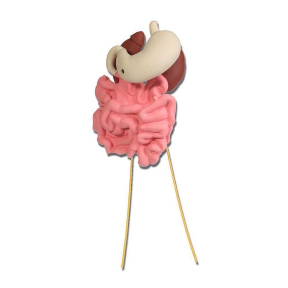 Replacement Small Intestines, Stomach, Right Kidney With Ureters and Left Kidney With Ureters Sold As A Unit Replacement Small Intestines, Stomach, Right Kidney With Ureters and Left Kidney With Ureters Sold As A Unit