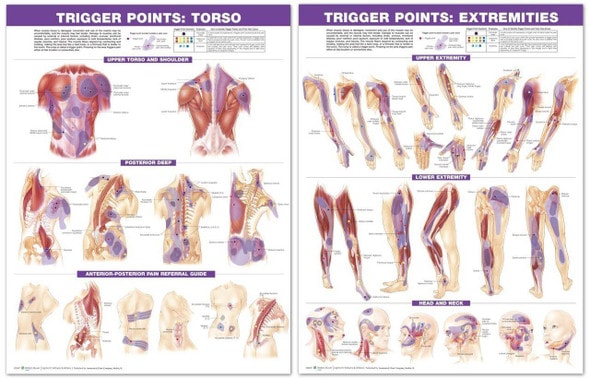 Anatomie-Poster 'Joints Of The Lower Extremities' - Laminiert, Für Praxis & Ausbildung