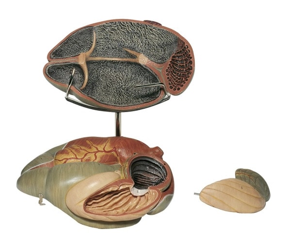 SOMSO 3-Part Ruminant Stomach of the Cow Anatomy Model