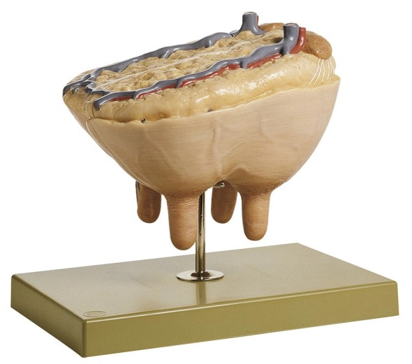 SOMSO Udder of the Cow Anatomy Model