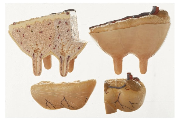 SOMSO Udder of the Cow Anatomy Model