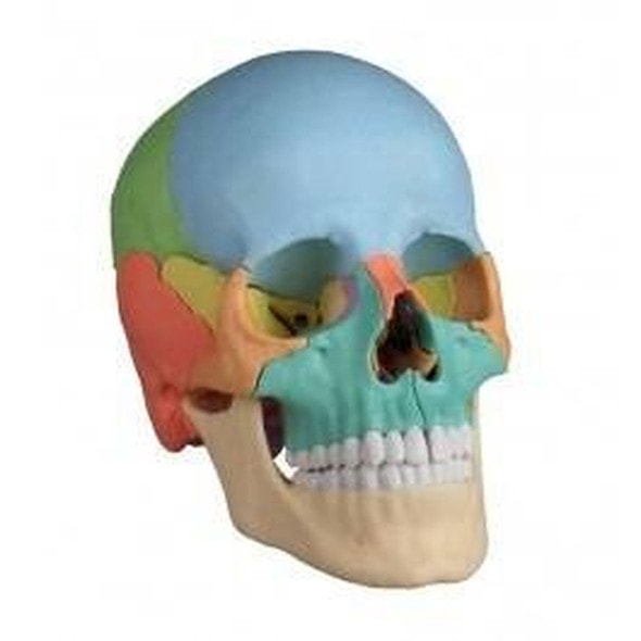22 Part Didactical Osteopathic Skull Model