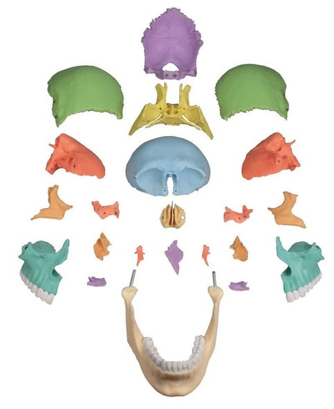 22 Part Didactical Osteopathic Skull Model 22 Part Didactical Osteopathic Skull Model