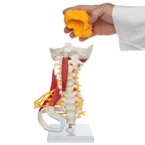 Axis Scientific Cervical Spine with Occipital Bone, Nerves, and Muscles Anatomy Model Axis Scientific Cervical Spine with Occipital Bone, Nerves, and Muscles Anatomy Model