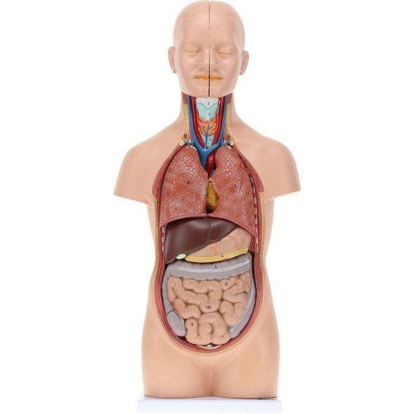 Axis Scientific 12-Part Unisex Mini Torso Axis Scientific 12-Part Unisex Mini Torso