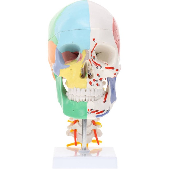 Axis Scientific Life-Size Half-Didactic Half-Muscle Painted Skull with Cervical Spine and Spinal Nerves Anatomy Model Axis Scientific Life-Size Half-Didactic Half-Muscle Painted Skull with Cervical Spine and Spinal Nerves Anatomy Model