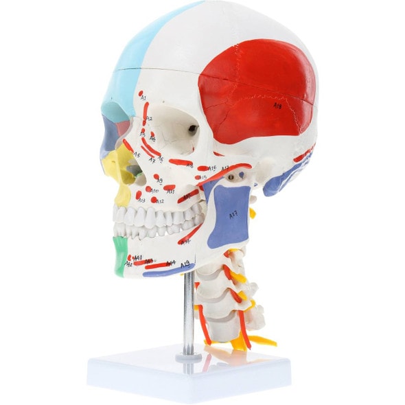 Axis Scientific Life-Size Half-Didactic Half-Muscle Painted Skull with Cervical Spine and Spinal Nerves Anatomy Model Axis Scientific Life-Size Half-Didactic Half-Muscle Painted Skull with Cervical Spine and Spinal Nerves Anatomy Model